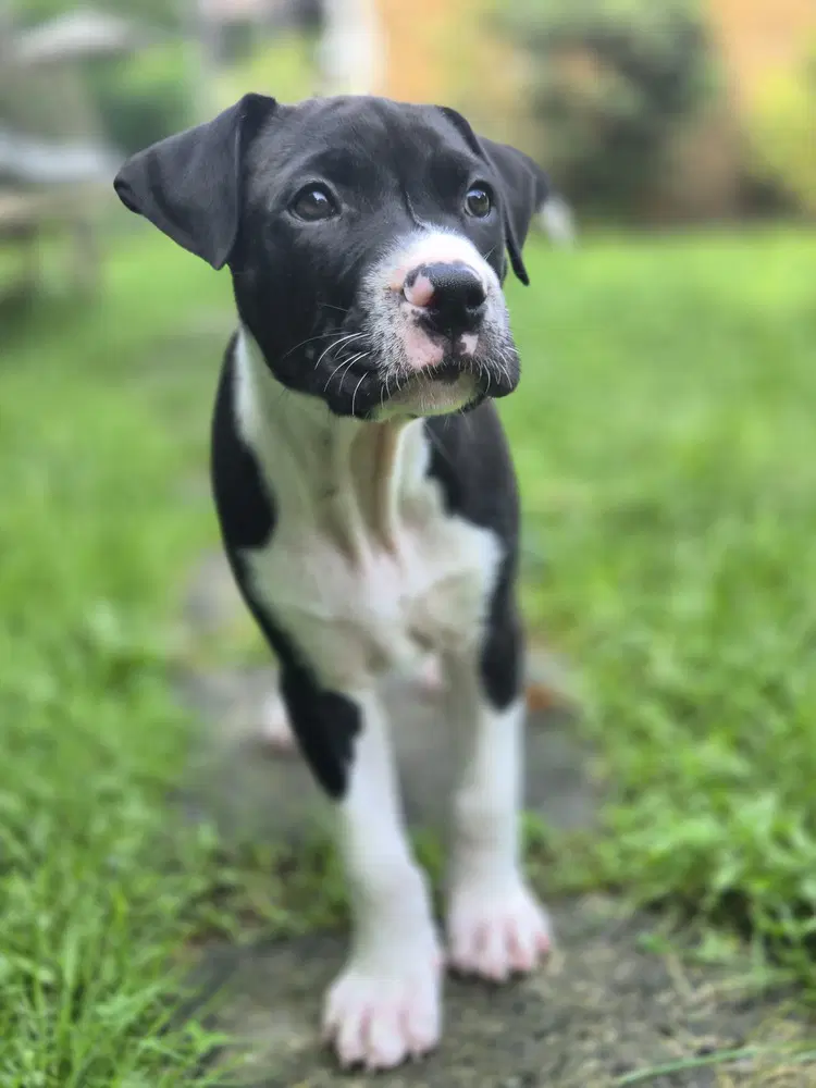 Buzz - Lab Mix