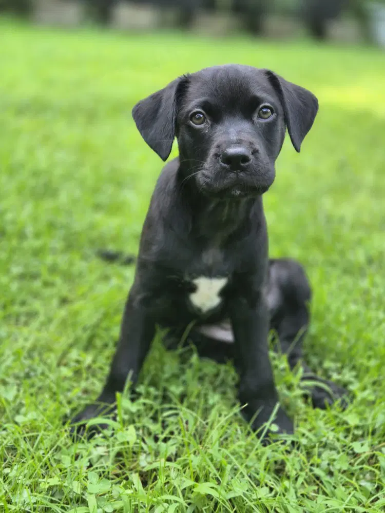 Queenie - Labrador Retriever