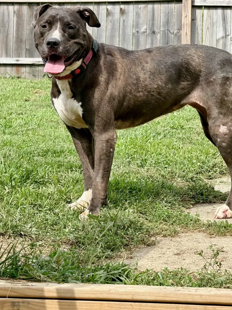 Minnie - Pit Bull Terrier
