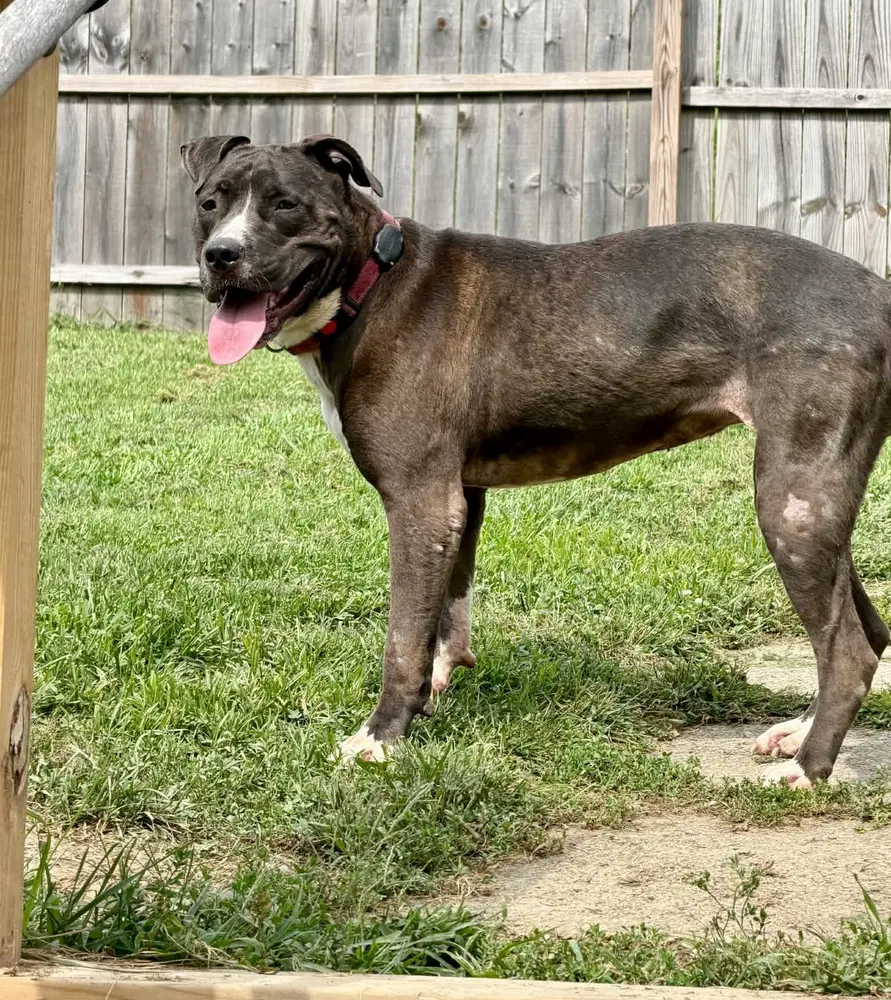 Minnie - Pit Bull Terrier
