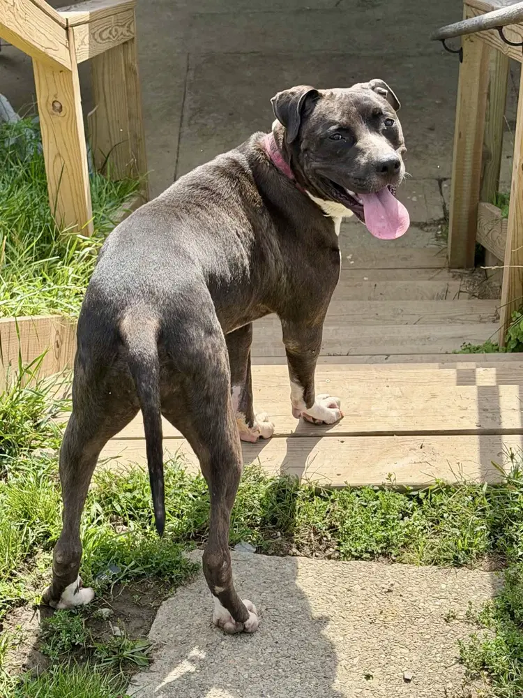 Minnie - Pit Bull Terrier