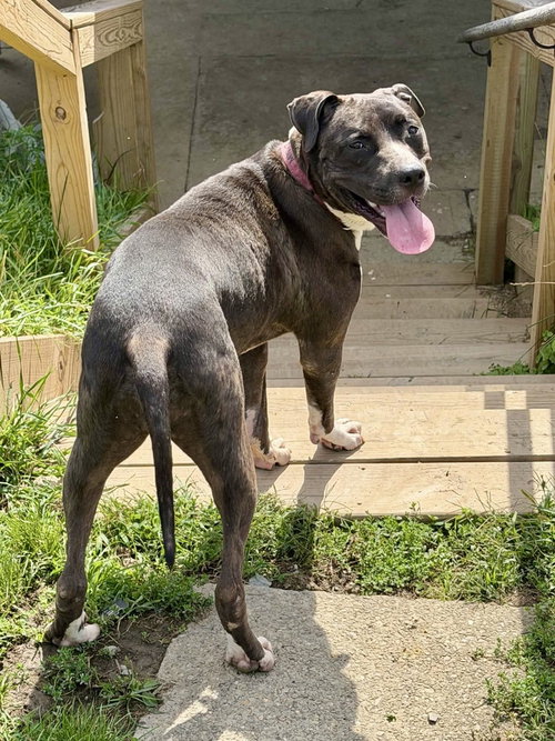 picture of the dog needing adoption