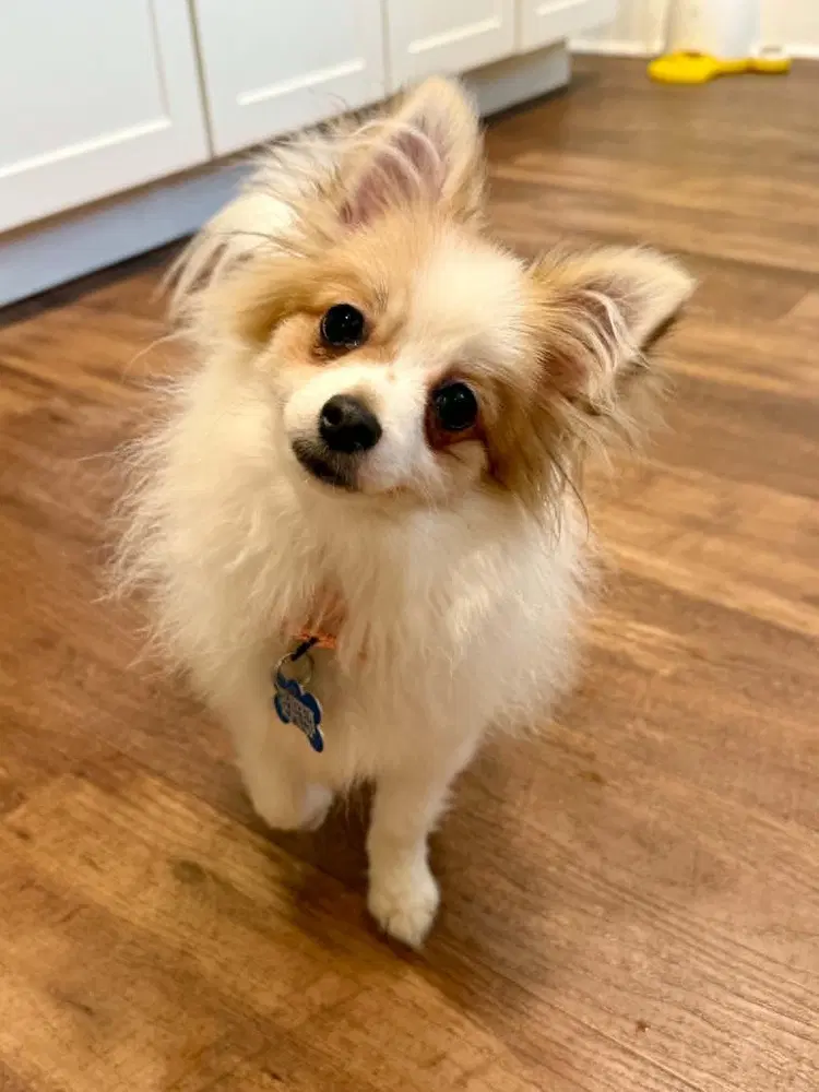Daisy - Chihuahua