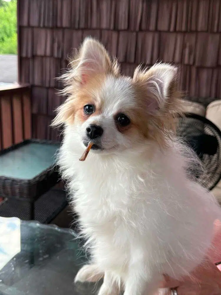 Daisy image 2