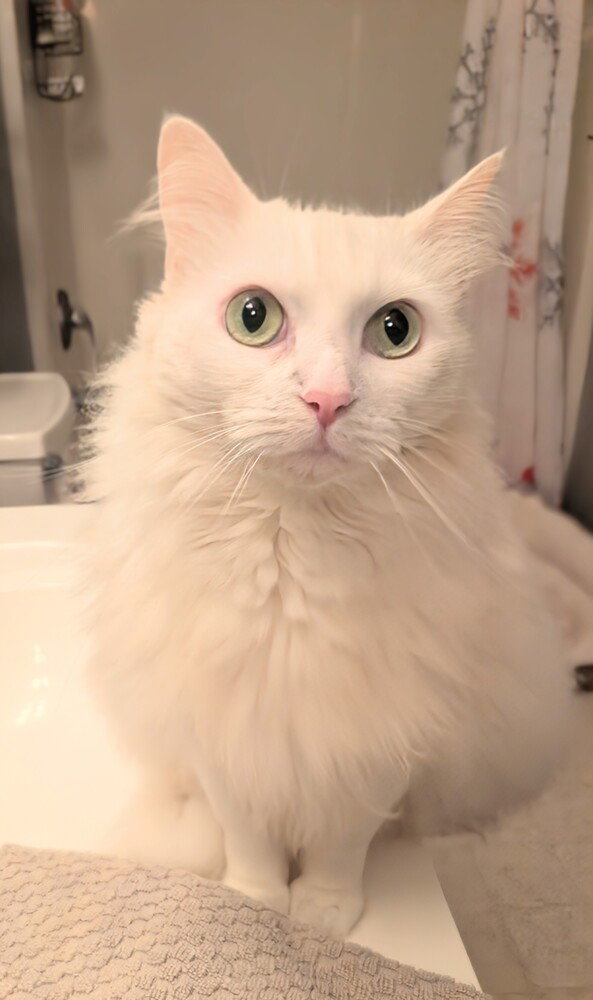 Opal, cat
