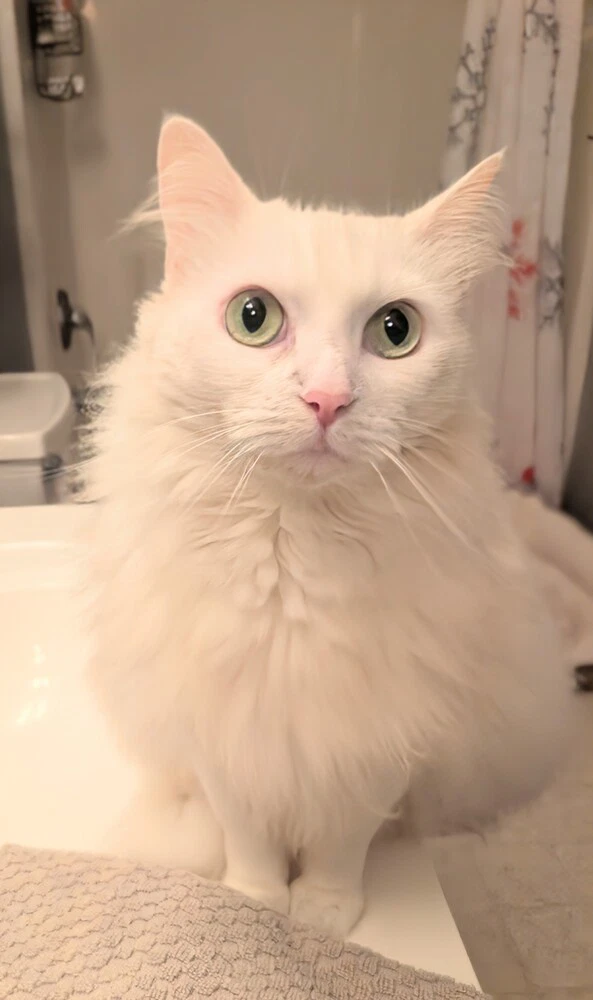 Opal