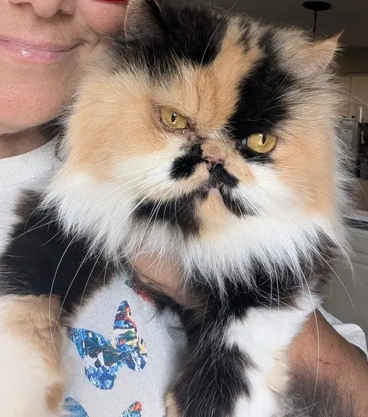 Prudence - Persian