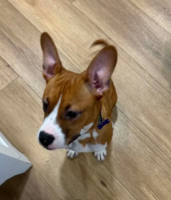 Zeke image 2