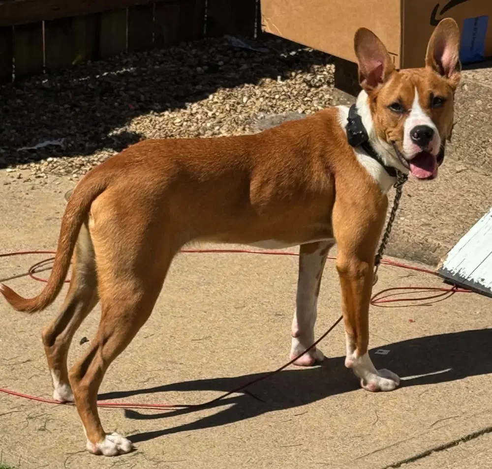 Zeke image 2