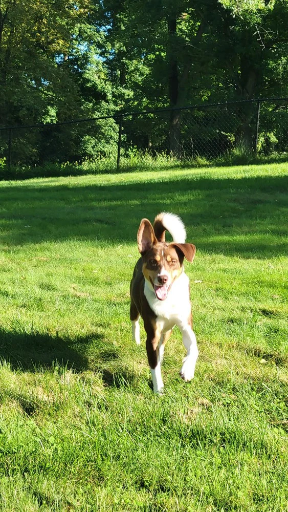 Auggie