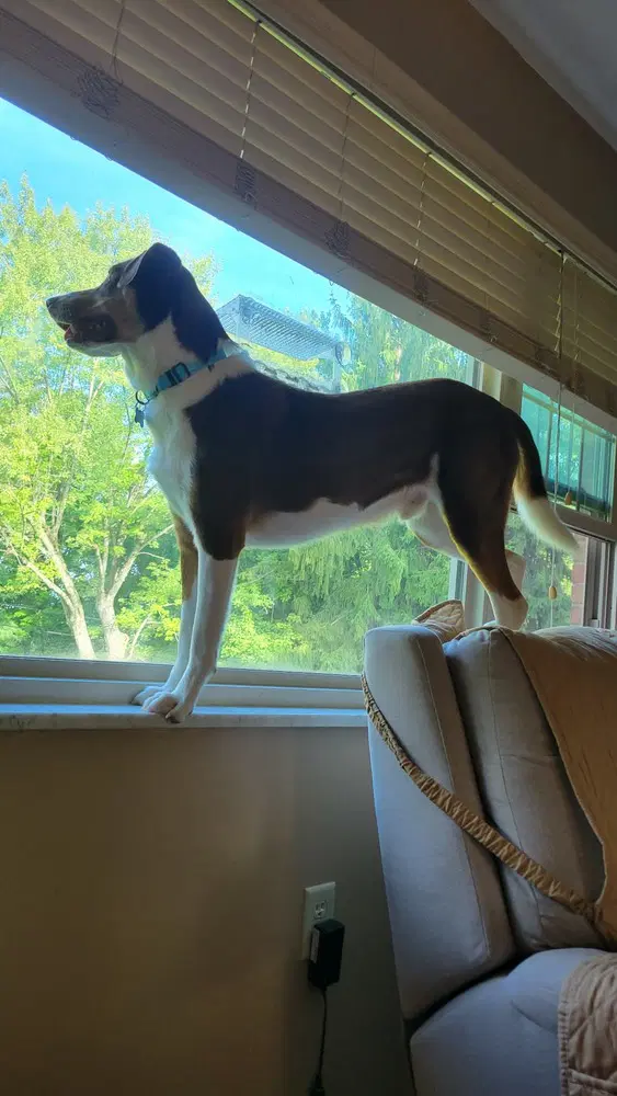 Auggie image 2
