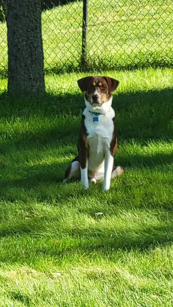 Auggie image 4