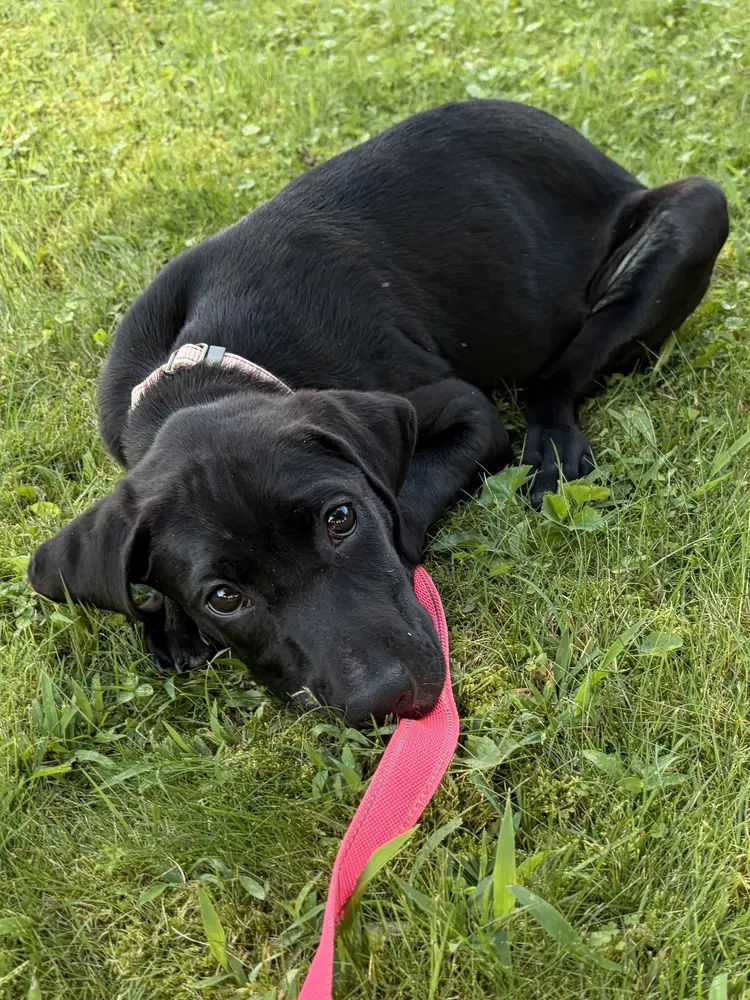 Fable - Labrador Retriever