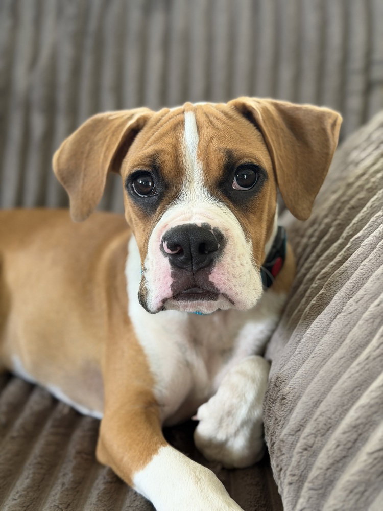 Kia, dog — photo 1 of 4