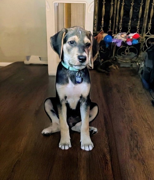 picture of the dog needing adoption