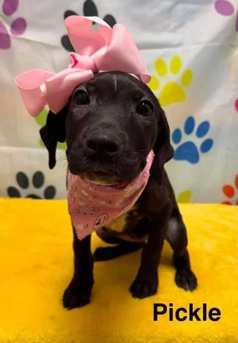 Pickle - Labrador Retriever