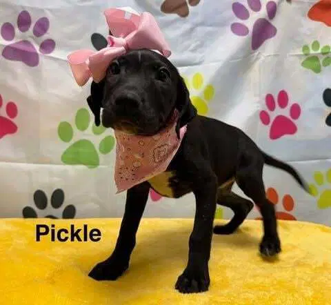Pickle image 2