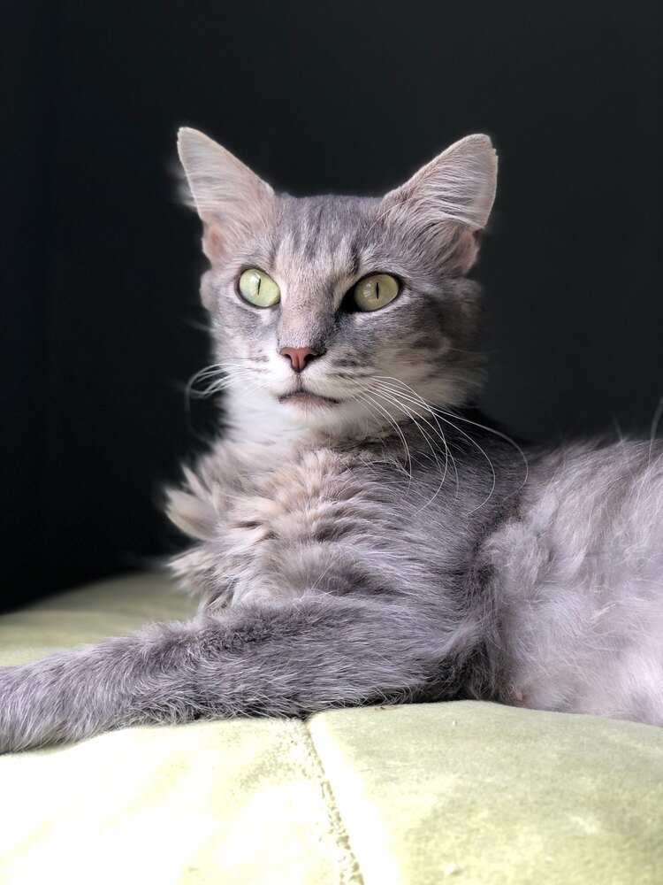 Wisha, cat — photo 1 of 4