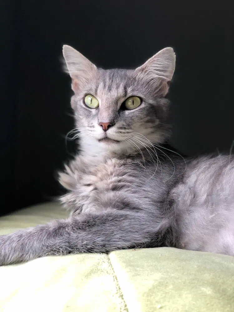 Wisha - Domestic Medium Hair