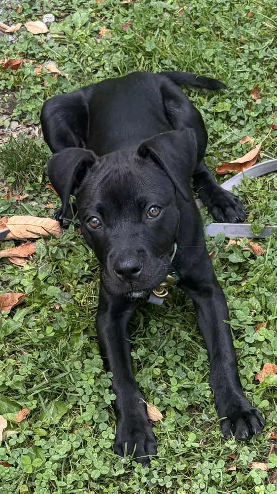 Onyx Fka Stinger - Labrador Retriever