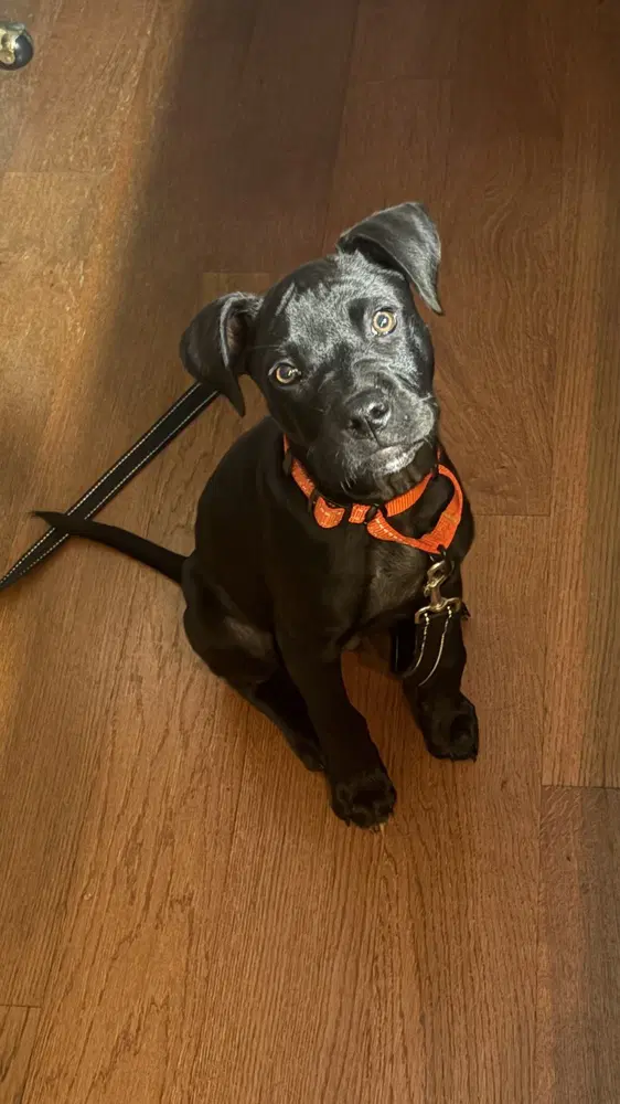 Onyx Fka Stinger - Labrador Retriever