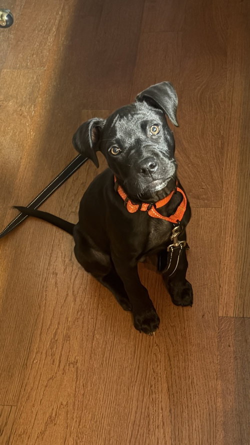 Onyx FKA Stinger, a dog for adoption from Paws Across Pittsburgh