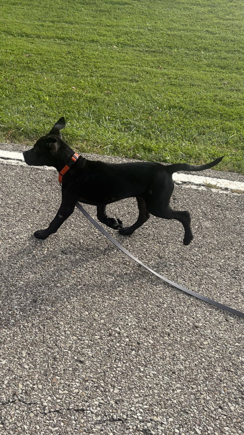 Photo 2 of Onyx FKA Stinger