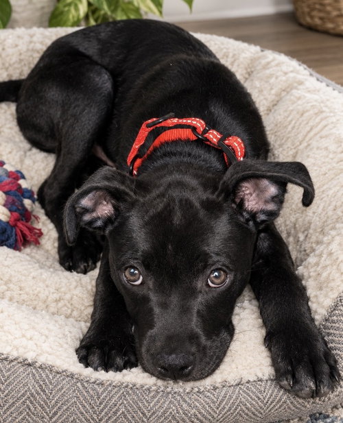 Photo 4 of Onyx FKA Stinger