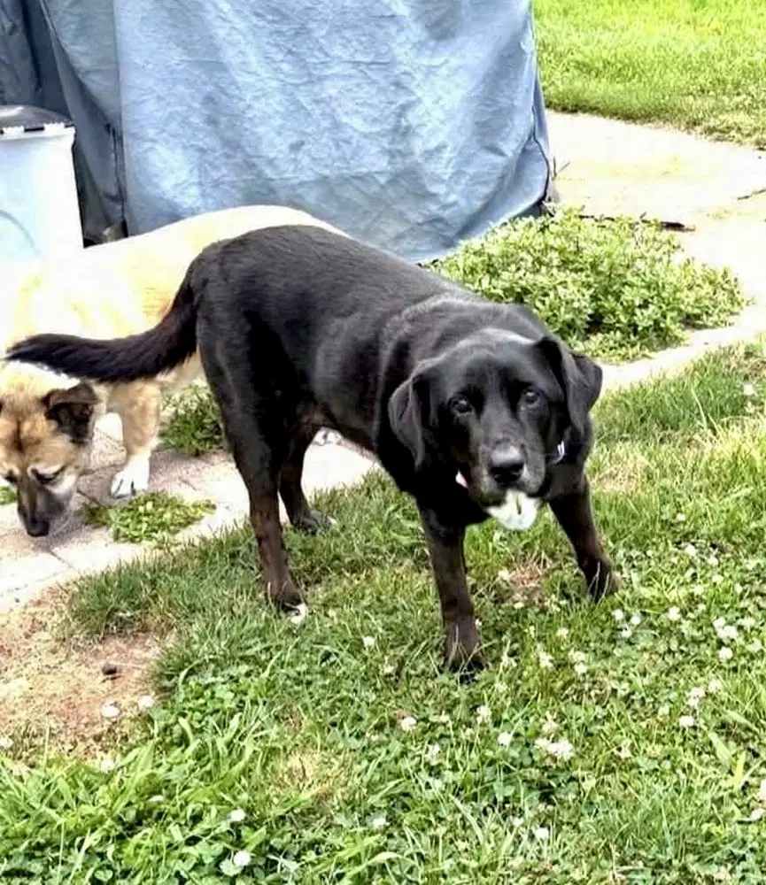 Katie - Labrador Retriever