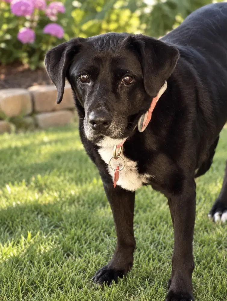 Katie - Labrador Retriever