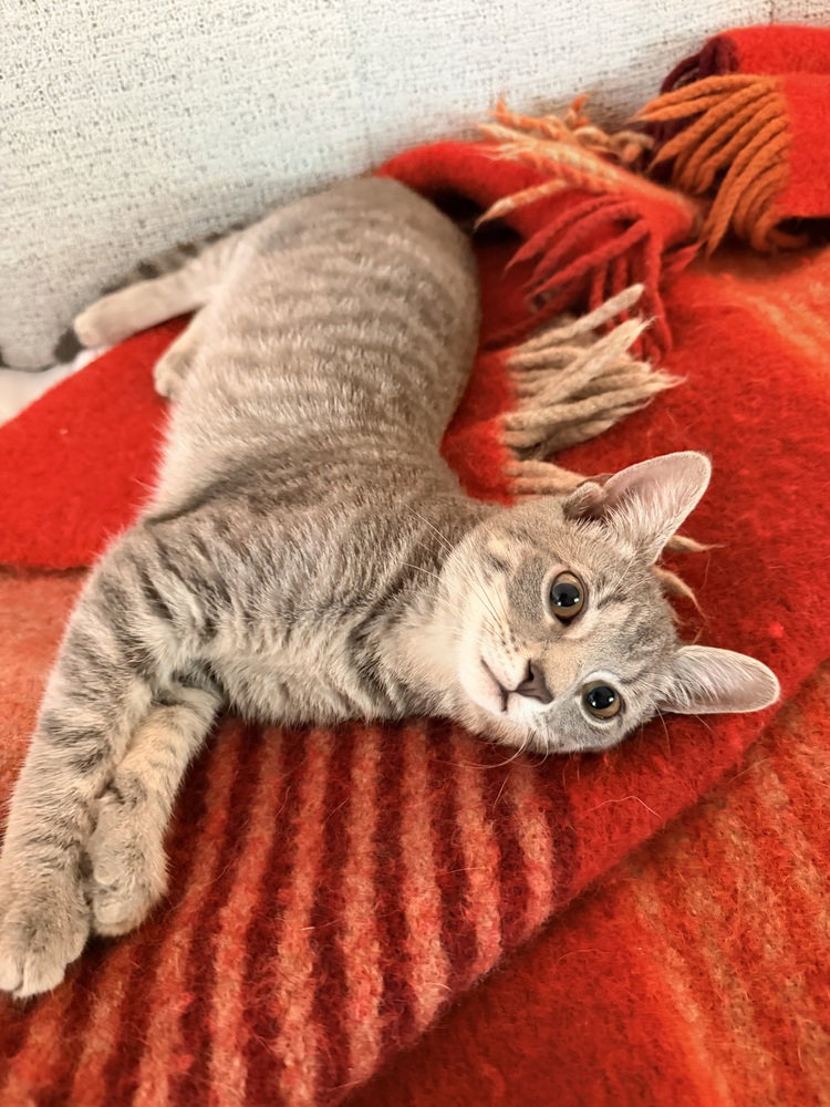 Holly, cat — photo 1 of 2