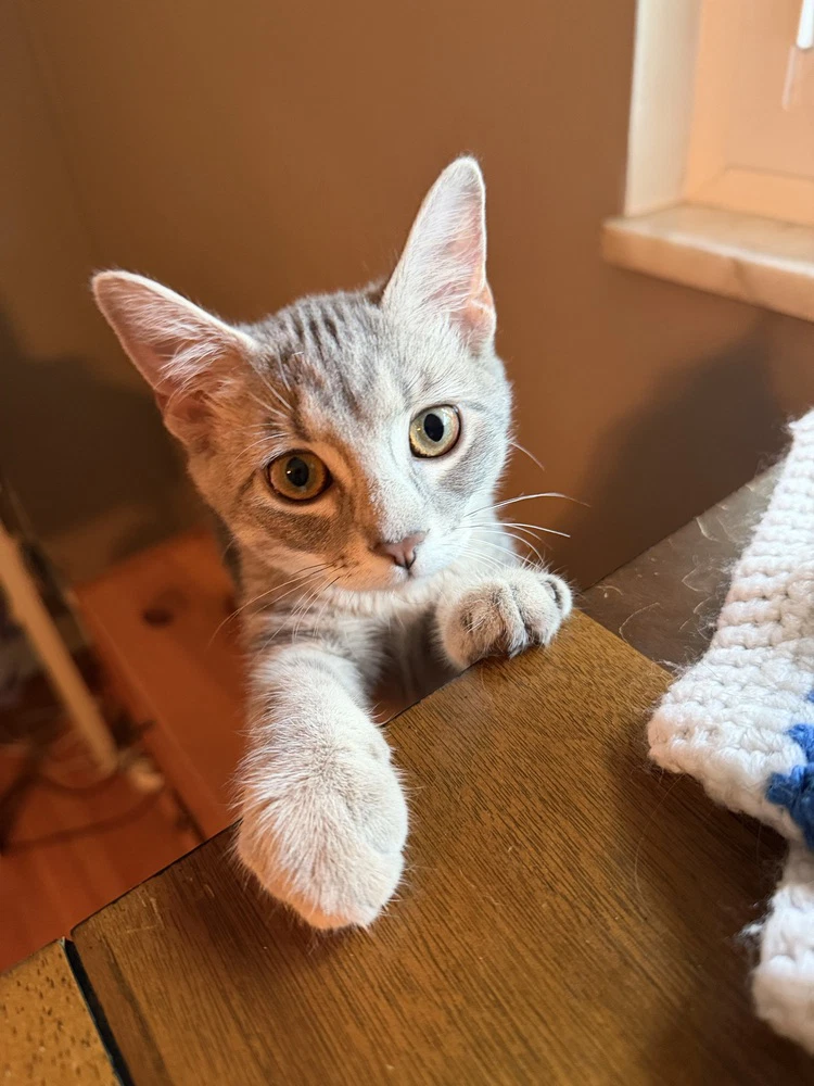 Hazel