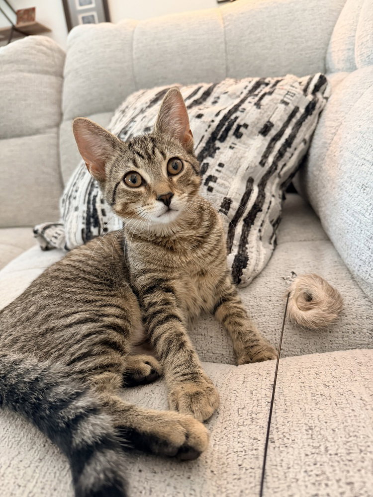 Juniper, cat — photo 1 of 4