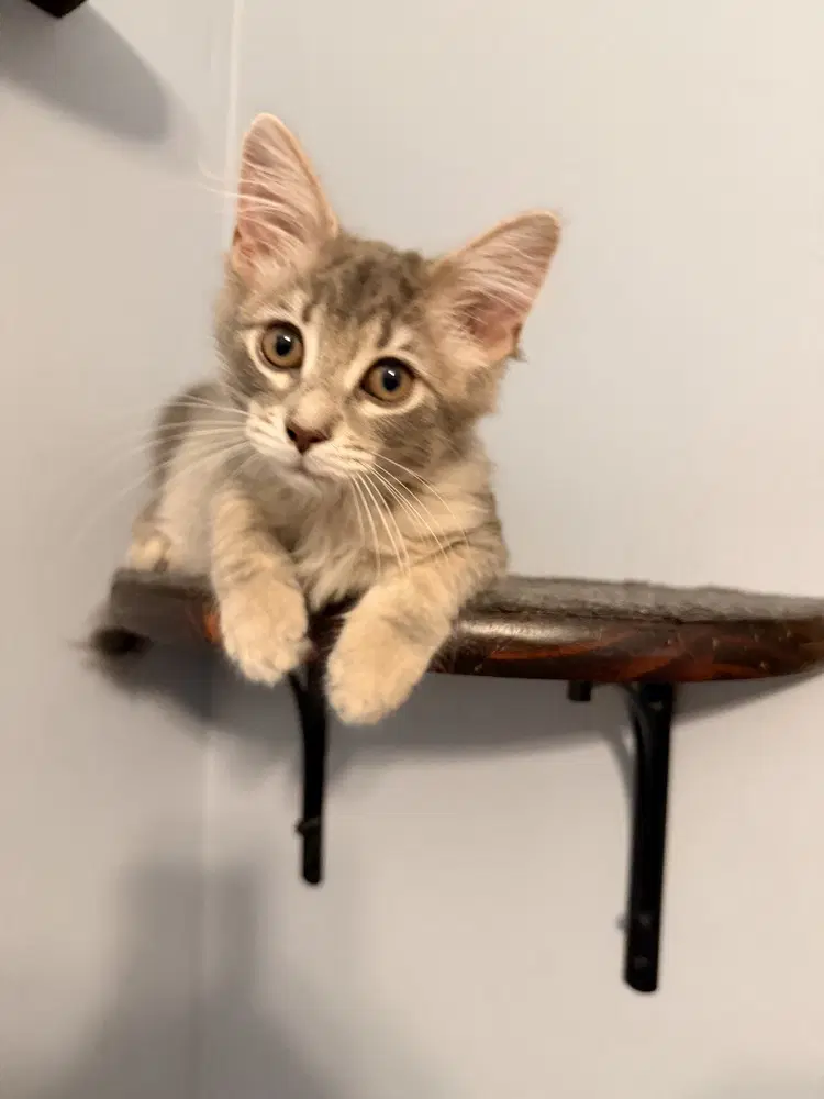 Daphne - Domestic Long Hair