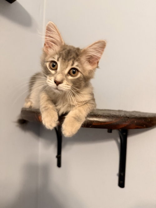 Daphne, a cat for adoption from Paws Across Pittsburgh