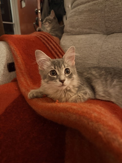 Photo 2 of Daphne