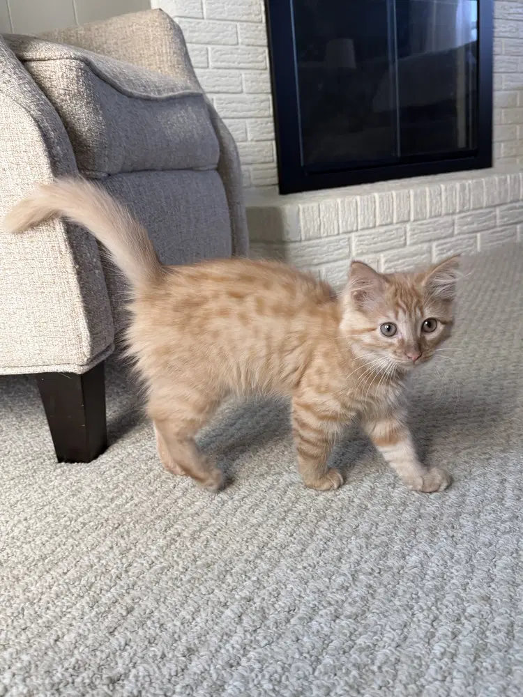 Cheese - Domestic Medium Hair