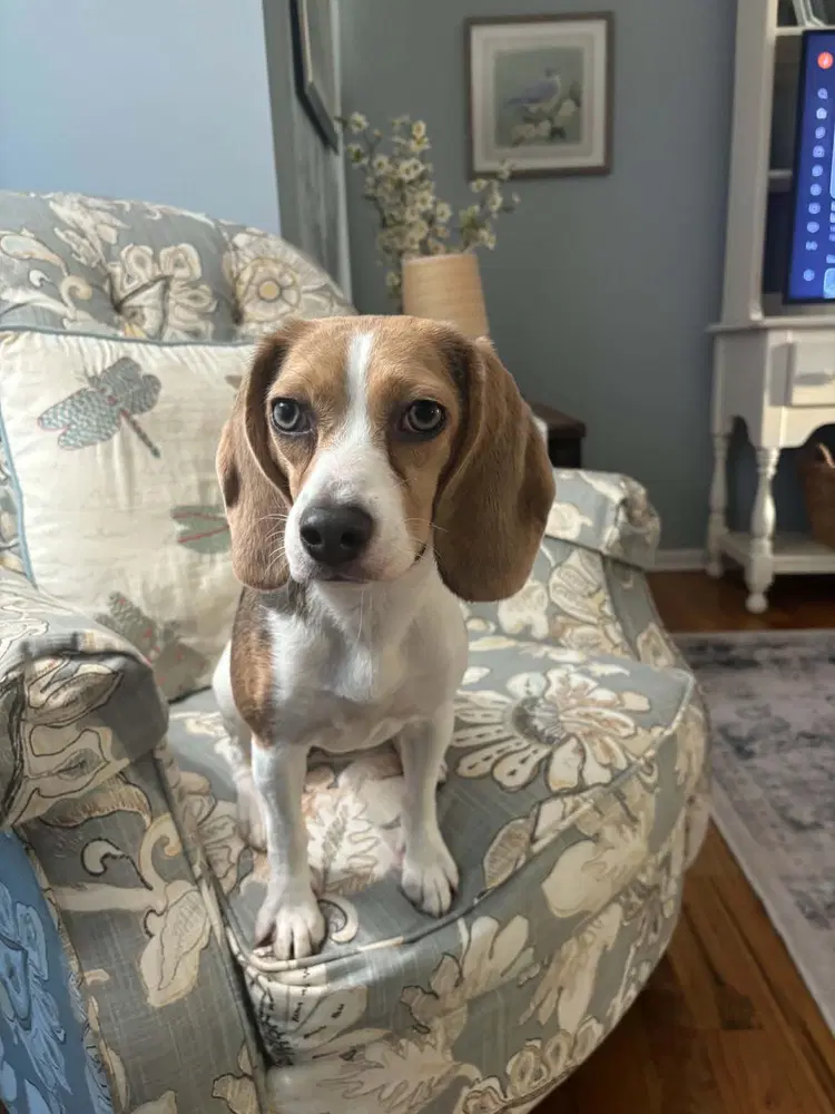 Daisy - Beagle