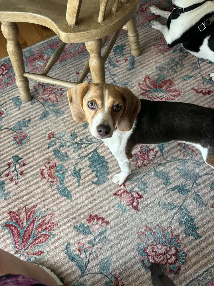 Daisy image 2