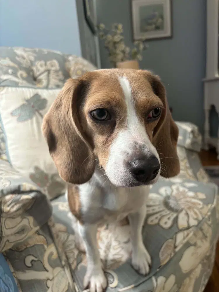 Daisy image 3