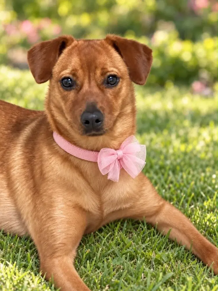 Mya - Terrier