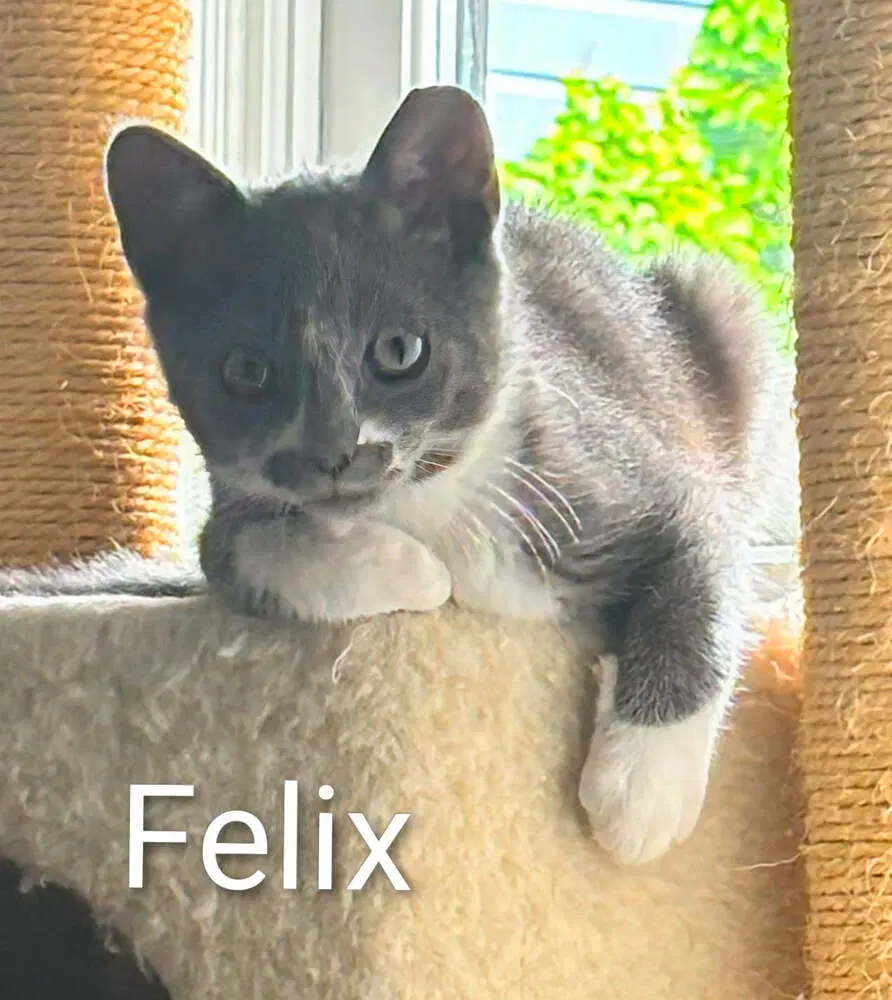 Felix - Domestic Short Hair