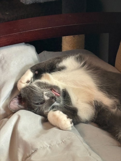 Photo 4 of Felix