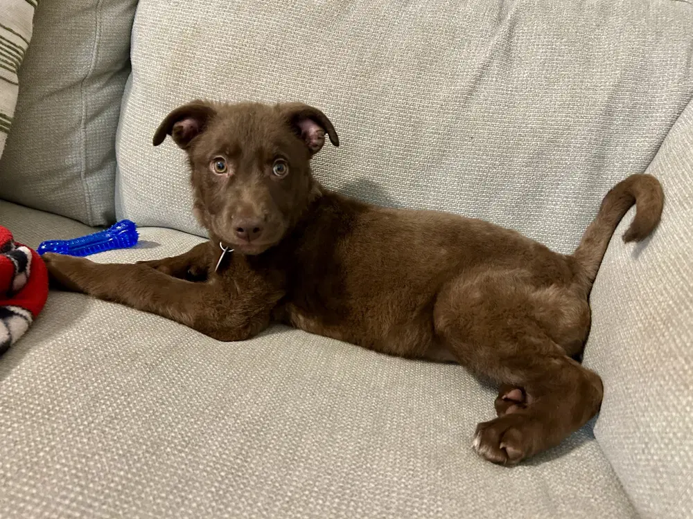 Hershey - Terrier