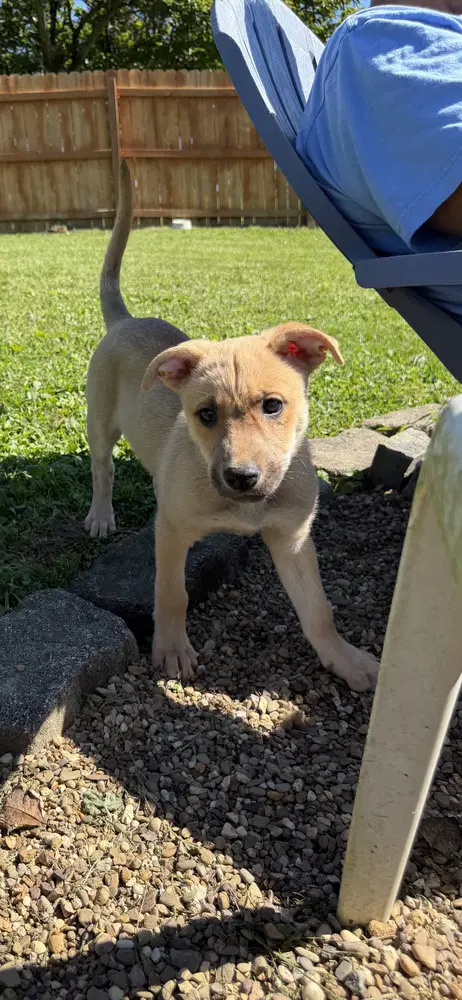 Athena - Terrier