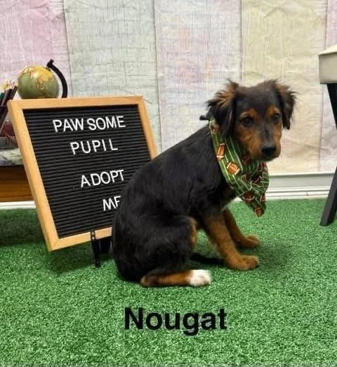 Nougat