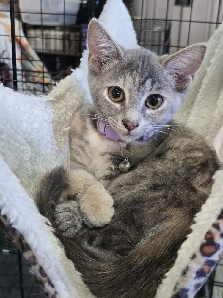 Bonnie - Domestic Short Hair