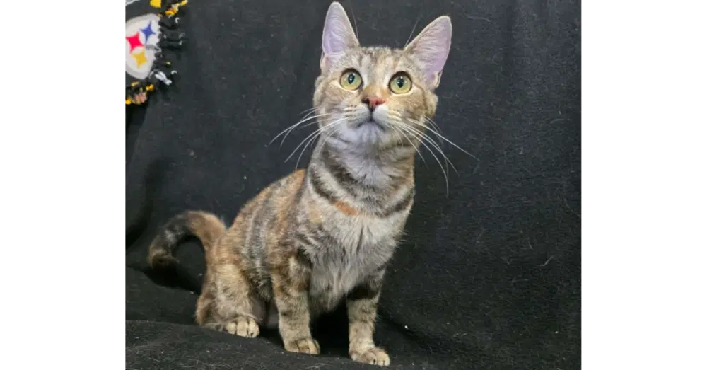 Mabel - Domestic Short Hair
