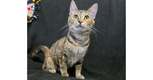 Mabel, a cat for adoption from Paws Across Pittsburgh