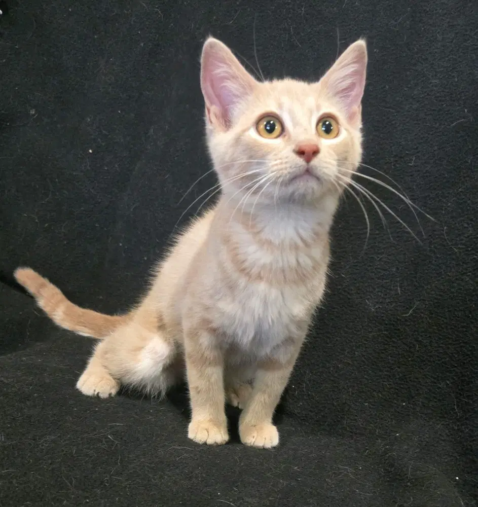 Sadie - Domestic Short Hair